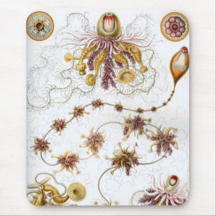 Haeckel Mouse Pad
