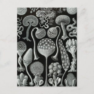 Haeckel Mycetozoa Postcard