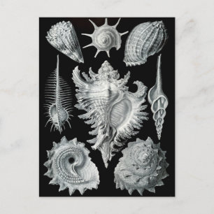 Haeckel Negative Postcard