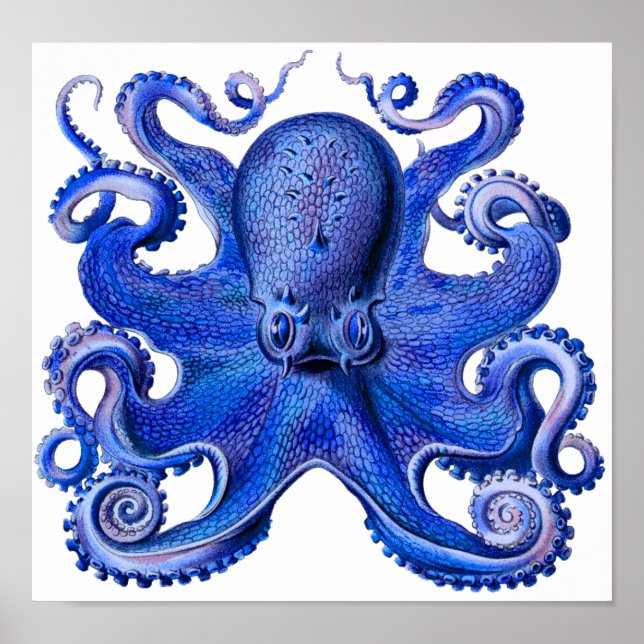 Haeckel Octopus Blue Poster (Front)