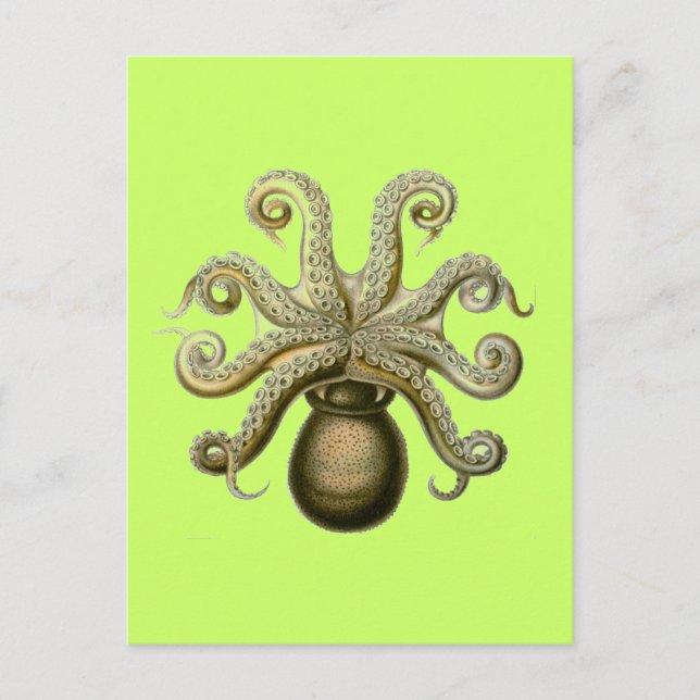 Haeckel Octopus Postcard (Front)