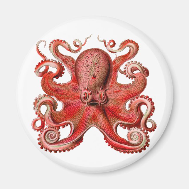 Haeckel Octopus Red Magnet (Front)