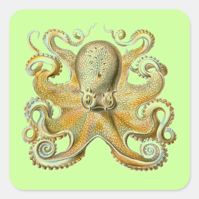 Haeckel Octopus Square Sticker (Front)