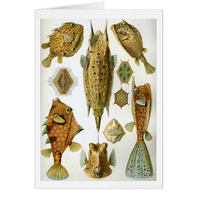 Haeckel_Ostraciontes (Front)