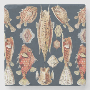 Haeckel Ostraciontes Tropical Fish Nature Art Stone Coaster