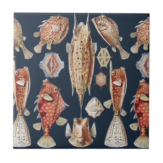 Haeckel Ostraciontes Tropical Fish Nature Art Tile (Front)