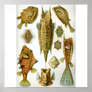 Haeckel_Ostrationtes Poster