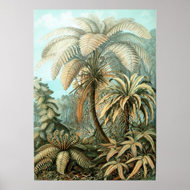 Haeckel Palm Tree Poster (Front)