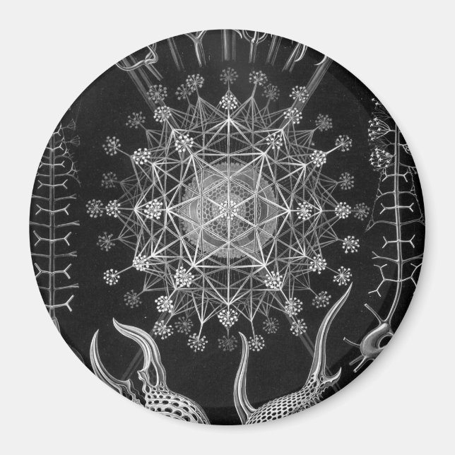 Haeckel Phaeodaria Magnet (Front)