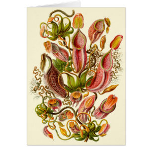 Haeckel Pitcher Plant Illustration  All-Occasion