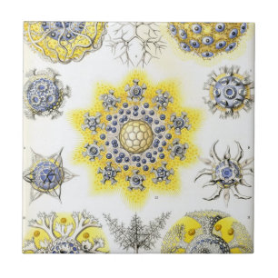 Haeckel Polycyttaria Tile