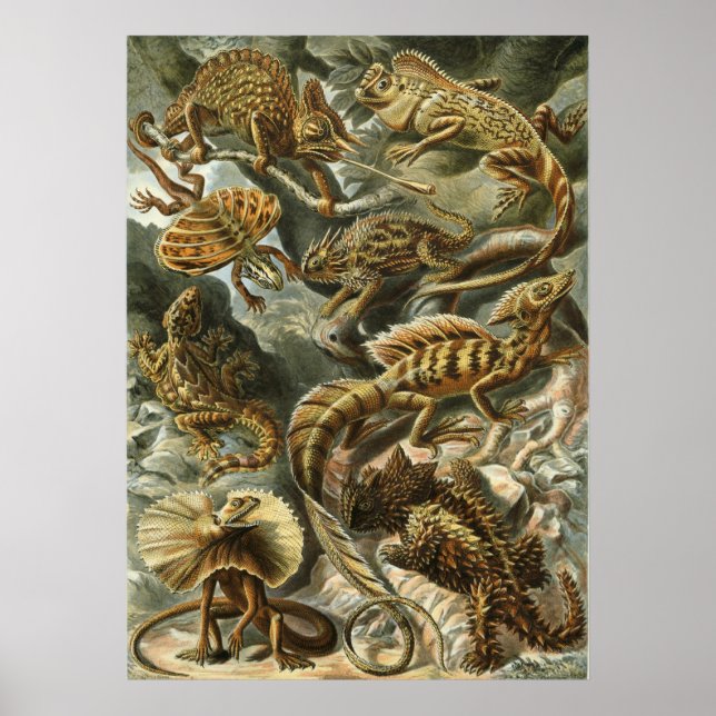 Haeckel Reptiles Poster (Front)