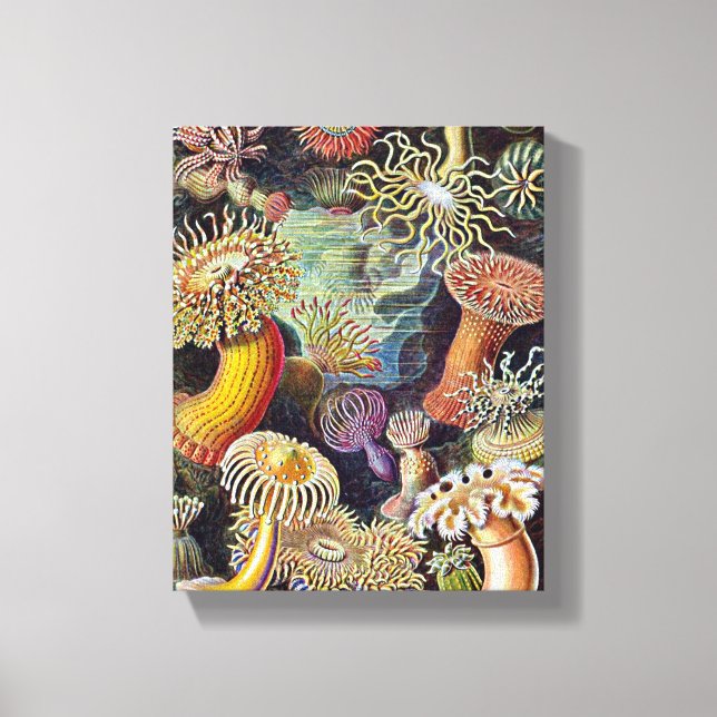 Haeckel Sea Anemone Ocean Life Nature Art Painting Canvas Print (Front)