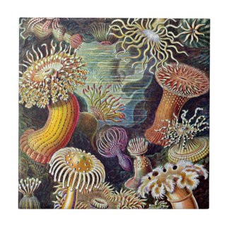 Haeckel Sea Anemone Ocean Life Nature Art Painting Tile