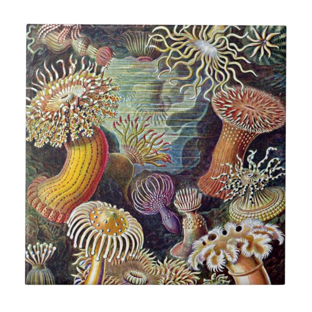 Haeckel Sea Anemone Ocean Life Nature Art Painting Tile (Front)