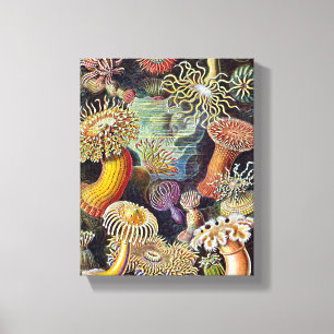 Haeckel Sea Anemone Ocean Life Painting Canvas Print
