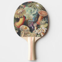Haeckel Sea Anemones Nautical Sea Life Art Collage