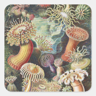 Haeckel Sea Anemones Nautical Sea Life Art Collage Square Sticker