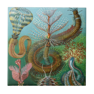 Haeckel Sea Worms Ceramics Tile