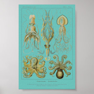 Haeckel Squid, Gamochonia Poster