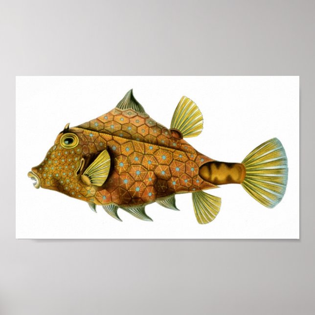 Haeckel Tetrosomus Gibbosus Poster (Front)