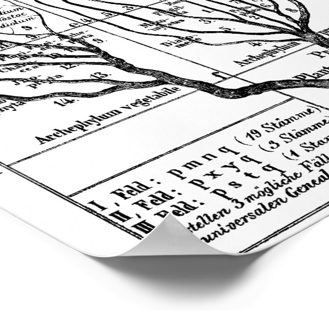 Haeckel Tree of Life Poster (Corner)