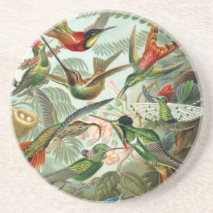 Haeckel Trochilidae Coaster