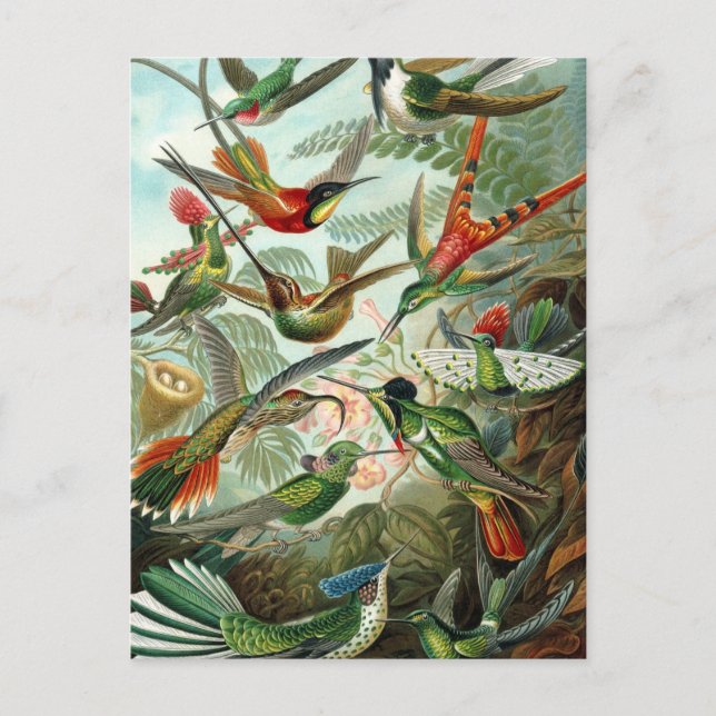 Haeckel Trochilidae Postcard (Front)