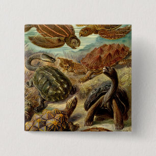 Haeckel Turtles 15 Cm Square Badge