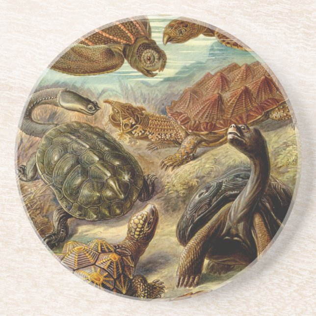 Haeckel Turtles Coaster (Front)