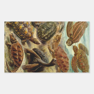 Haeckel Turtles Rectangular Sticker