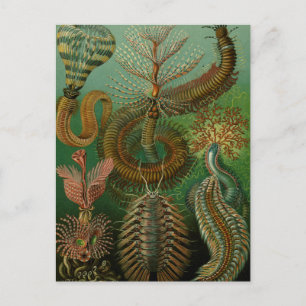 Haeckel's Chaetopoda Postcard