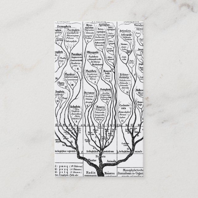 Haeckels Tree of Life profile card (Front)
