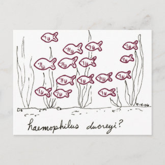 Haemophilus Ducreyi postcard