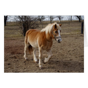 Haflinger