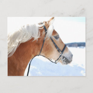 Haflinger 5 postcard