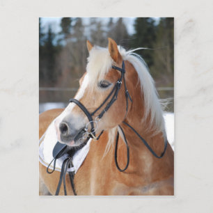 Haflinger 6 postcard