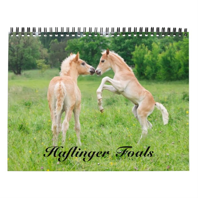 Haflinger Foals - size medium Calendar (Cover)
