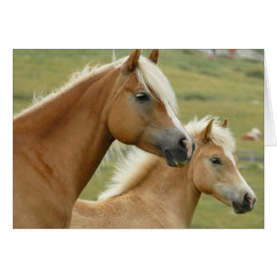 Haflinger horse and foal