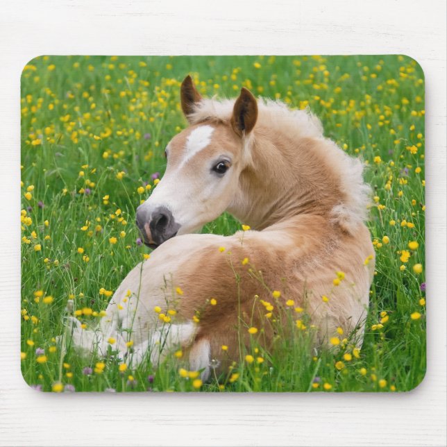 Haflinger Horse Cute Foal in a Flowerbed, Supply Mouse Pad (Front)
