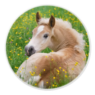 Haflinger Horse Cute Foal in Flowerbed Decorative Ceramic Knob