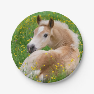 Haflinger Horse Cute Foal in Flowerbed Funny Party Paper Plate
