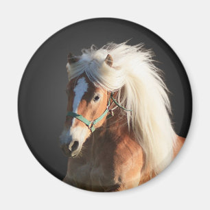 Haflinger Horse Magnet