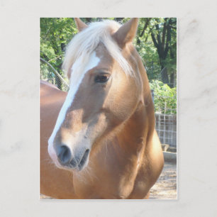 Haflinger Horse Postcard