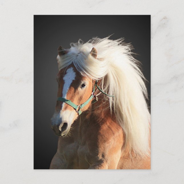 Haflinger Horse Postcard (Front)