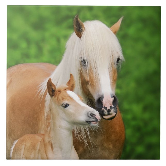 Haflinger Horses Cute Baby Foal Kiss Mum Photo _ Tile (Front)