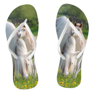 Haflinger Horses Cute Baby Foal With Mum - flips Jandals