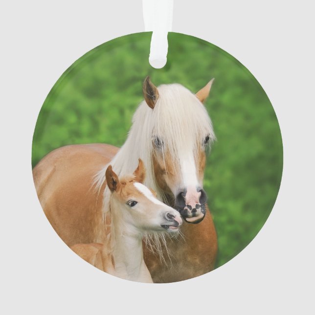 Haflinger Horses Cute Foal Kiss Mum Photo - Ornament (Back)