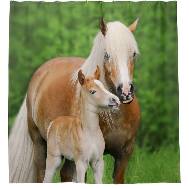 Haflinger Horses Cute Foal Kiss Mum Photo - Tub Shower Curtain (Front)