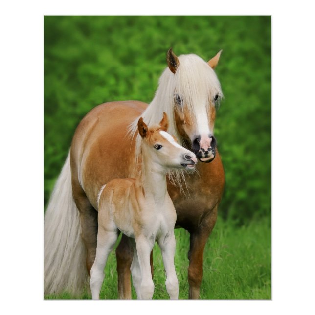 Haflinger Horses Cute Foal Kiss Mum Photography Poster (Front)